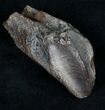 Large Rooted Triceratops Tooth - #11819-1